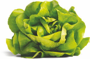 Solata Frišno, mehka