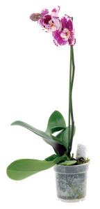 Lončnica Orhideja, 1 stebelna