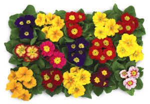 Lončnica Trobentica, fi 10 cm