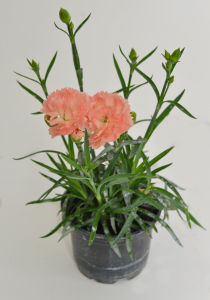 Sadika Nagelj, fi 10 cm