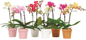 Lončnica Phalenopsis, 2 stebla, v keramiki, fi 9 cm