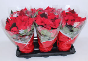 Lončnica Božična zvezda, fi 11 cm