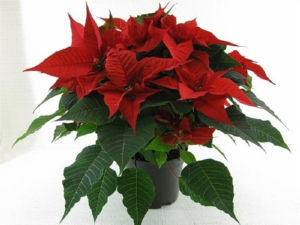 Lončnica Božična zvezda, fi 17 cm