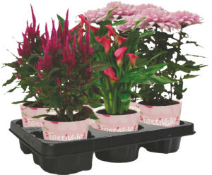 Lončnica cvetoči mix, fi 12 cm