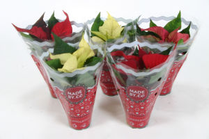 Lončnica Poinsetia, fi 6 cm