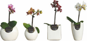 Lončnica Phalaenopsis mini, v keramičnem lončku, fi 6 cm