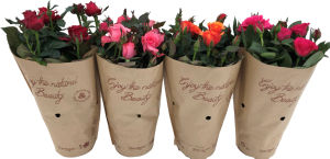 Lončnica vrtnica v darilni vrečki, fi 10,5 cm