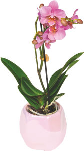 Lončnica Phalenopsis Midi, v keramičnem lončku, fi 9 cm