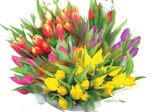 Šopek tulipan, 7 st.