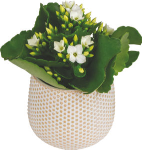 Lončnica Kalanchoe mini, v keramičnem lončku, fi 6 cm