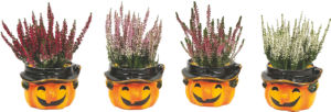Lončnica Calluna mini, v dekorativnem lončku, fi 6 cm