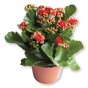 Lončnica Kalanhoja, mix, fi 12 cm