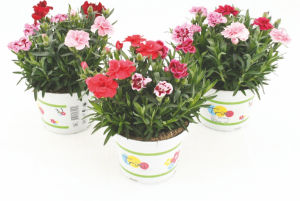 Lončnica Dianthus, Trixi Rainbow, fi 15 cm