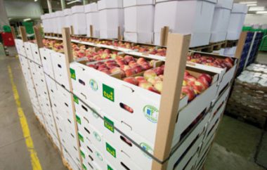 10.000 jabolk smo v Tušu podarili učencem 11 eko šol