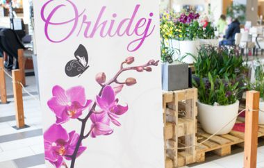 Več kot 300 orhidej na ogled v Planetu Tuš Maribor
